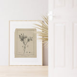 Botanical Print Set of 6, Vintage Farmhouse Gallery Wall Decor, Botanical Floral Art, French Gray Beige Wildflowers Art, Modern rustic Art
