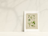 Botanical Ferns Print Set of 6, Vintage Farmhouse Gallery Wall Decor, Set Of 6 Botanical Fern Prints Gallery, Modern rustic Art