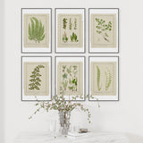 Botanical Ferns Print Set of 6, Vintage Farmhouse Gallery Wall Decor, Set Of 6 Botanical Fern Prints Gallery, Modern rustic Art