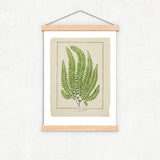 Botanical Ferns Print Set of 6, Vintage Farmhouse Gallery Wall Decor, Set Of 6 Botanical Fern Prints Gallery, Modern rustic Art
