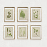 Botanical Ferns Print Set of 6, Vintage Farmhouse Gallery Wall Decor, Set Of 6 Botanical Fern Prints Gallery, Modern rustic Art