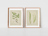 Botanical Ferns Print Set of 6, Vintage Farmhouse Gallery Wall Decor, Set Of 6 Botanical Fern Prints Gallery, Modern rustic Art