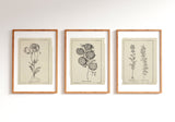 Mothers Day Gift - Botanical Print Set of 6, Vintage Farmhouse Gallery Wall Decor, Botanical Floral Art, French Gray Beige Flowers Art