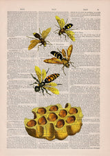 Bees and honey