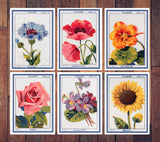 Flowers seeds vintage signs- Greeting card - Botanical vintage - Set of 6 - Floral Greeting Cards - French flower Cards - PSC033