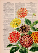 Dahlia Wall Art