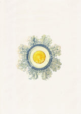 Jellyfish 08 Wall Haeckel sea life illustration