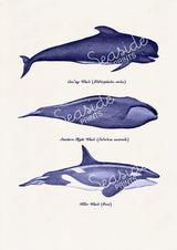 Whales and dolphins
