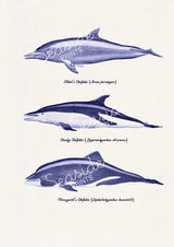 Wall decor poster Whales and dolphins