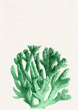 Mint coral sea life print