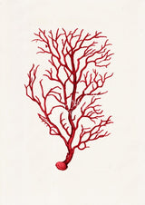 Red coral no.02 - Antique sealife Illustration