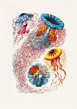 Jelly fish Discomedusae