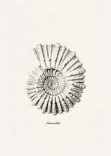 Grey Ammonitida Sea life print