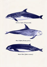 Whales and dolphins