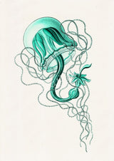 Jelly fish Carmarina - sea life print