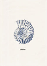 Ammonitida Sea shell in blue Nautilus2