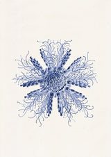Jellyfish Cistoidea 07 in blue