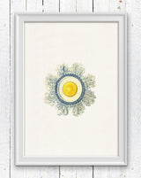 Jellyfish 08 Wall Haeckel sea life illustration