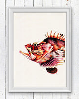 Sea Fish Monkfish