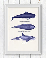 Whales and dolphins