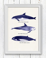 Whales and dolphins