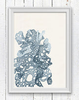 Blue sea kelp no.02 - sea life print