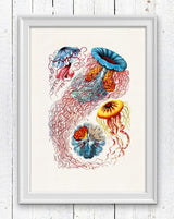 Jelly fish Discomedusae