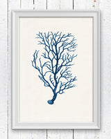 Blue coral no.02 Marine sea life illustration