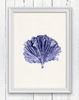 Blue coral no.05 Antique sealife Illustration
