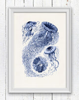 Jelly fish Discomedusae in blue