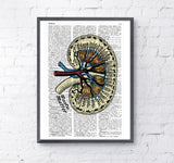 Anatomy Kidney Print illustration