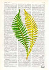 Green fern n02 art print