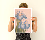 Blue Iris flowers Poster