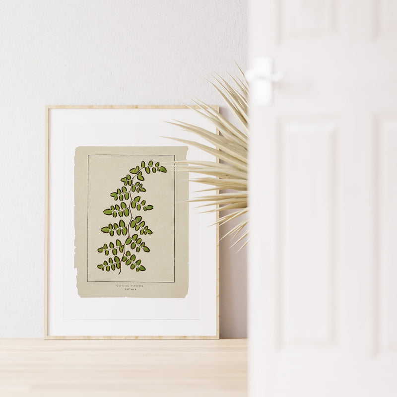 Plants art print - Green Ferns collection - Natural study of Ferns - Botanical art - Ferns poster print - BFL213WA4