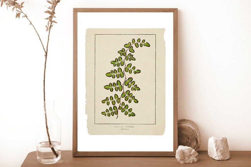 Plants art print - Green Ferns collection - Natural study of Ferns - Botanical art - Ferns poster print - BFL213WA4