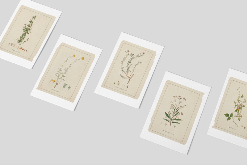 Greeting card - Botanical sketches - Neutral tones art - Set of 6 - Floral Greeting Cards - French Grey Cards - PSC024