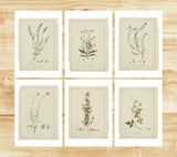 Greeting card - Botanical sketches - Neutral tones art - Set of 6 - Floral Greeting Cards - French Grey Cards - PSC024