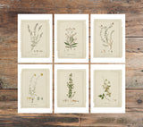 Greeting card - Botanical sketches - Neutral tones art - Set of 6 - Floral Greeting Cards - French Grey Cards - PSC024