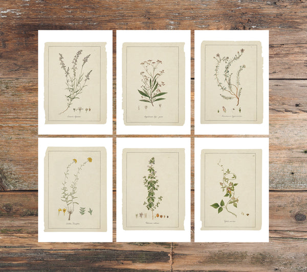 Greeting card - Botanical sketches - Neutral tones art - Set of 6 - Floral Greeting Cards - French Grey Cards - PSC024