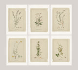 Greeting card - Botanical sketches - Neutral tones art - Set of 6 - Floral Greeting Cards - French Grey Cards - PSC024