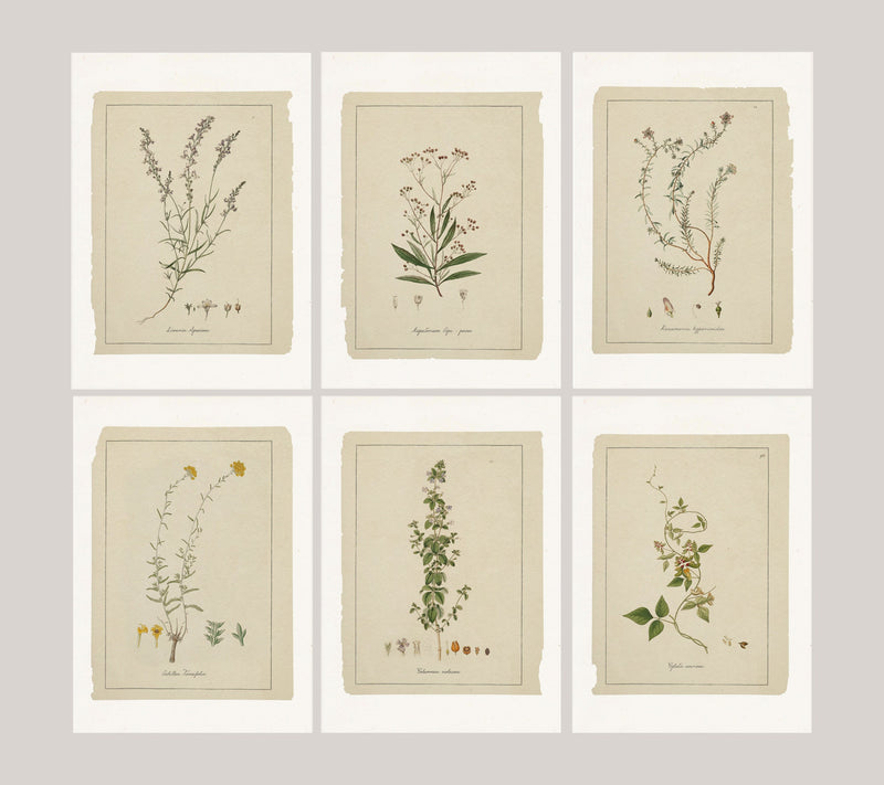 Greeting card - Botanical sketches - Neutral tones art - Set of 6 - Floral Greeting Cards - French Grey Cards - PSC024