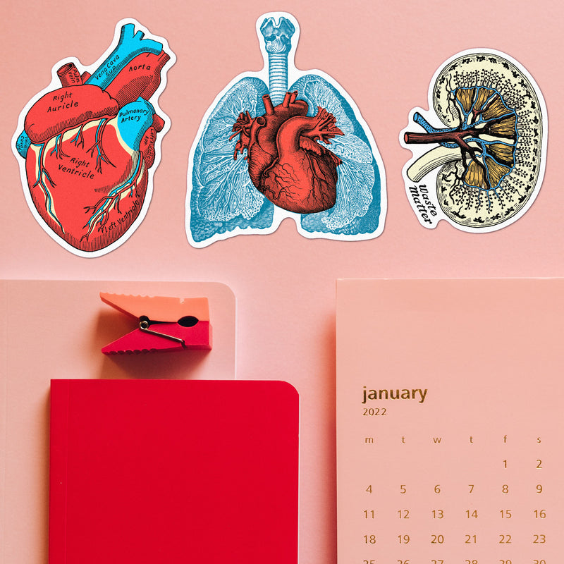 Anatomy Lungs and heart stickers