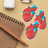 Human anatomy study stickers