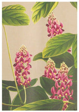 CurcumaOriental Flowers Poster