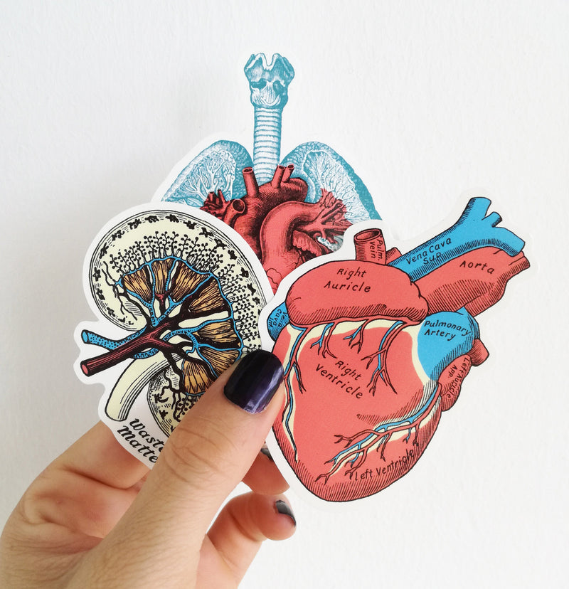 Christmas SVG - Stocking Stuffer - Anatomy Stickers - Set of 3 - Laptop Stickers - Anatomical Heart - MacBook Decal - Science Gift - STC023