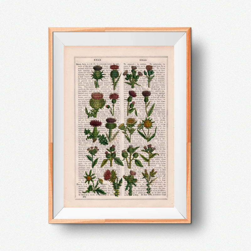 Sister gift, Cardoon collection Print on Vintage Dictionary Book page, Wild flora art, Wall art naturalist illustration  BFL230