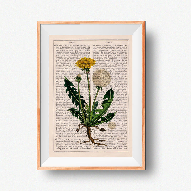 Dandelion Wild Plant
