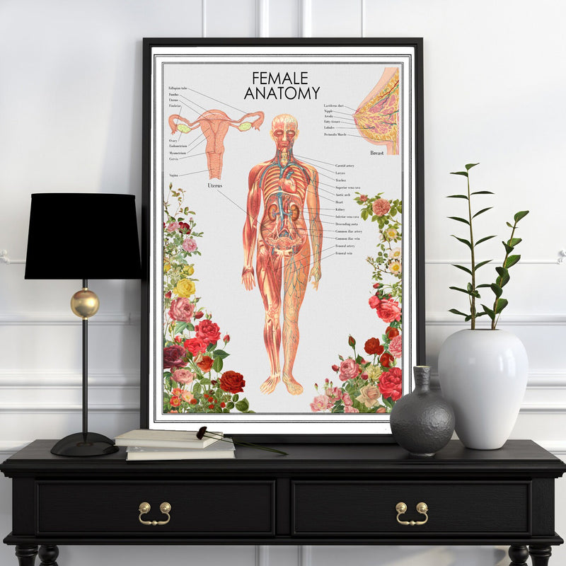 Woman Anatomy Poster