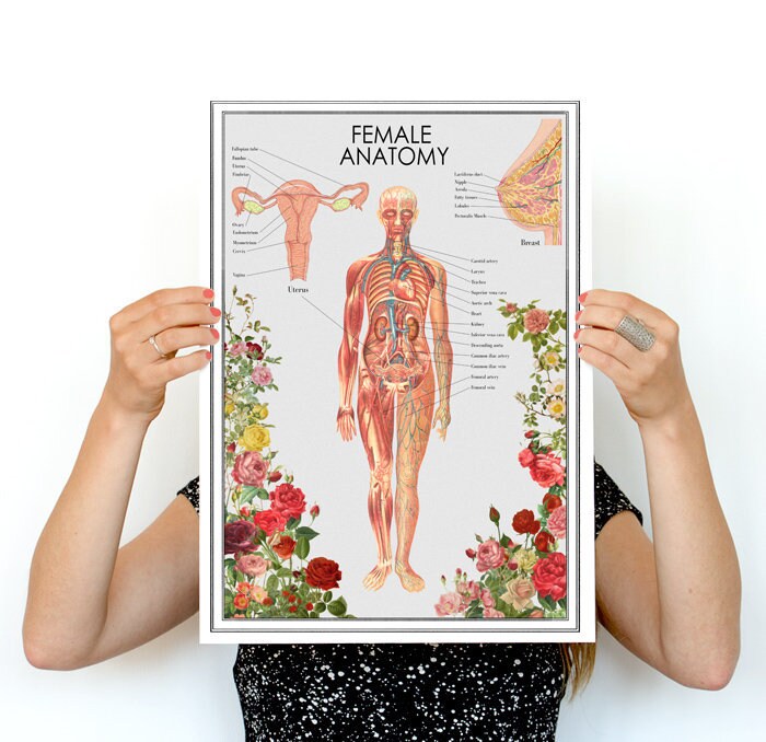 Woman Anatomy Poster