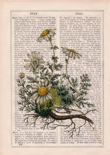 Chamomile plant